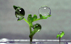 Wie wachsen Pflanzen in Schwerelosigkeit? Bild: NASA