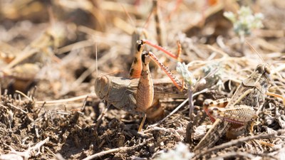 In Kasachstan ist unter anderem die Italienische Schönschrecke (Calliptamus italicus) heimisch. Das Bild zeigt sie neben weiteren Heuschrecken.