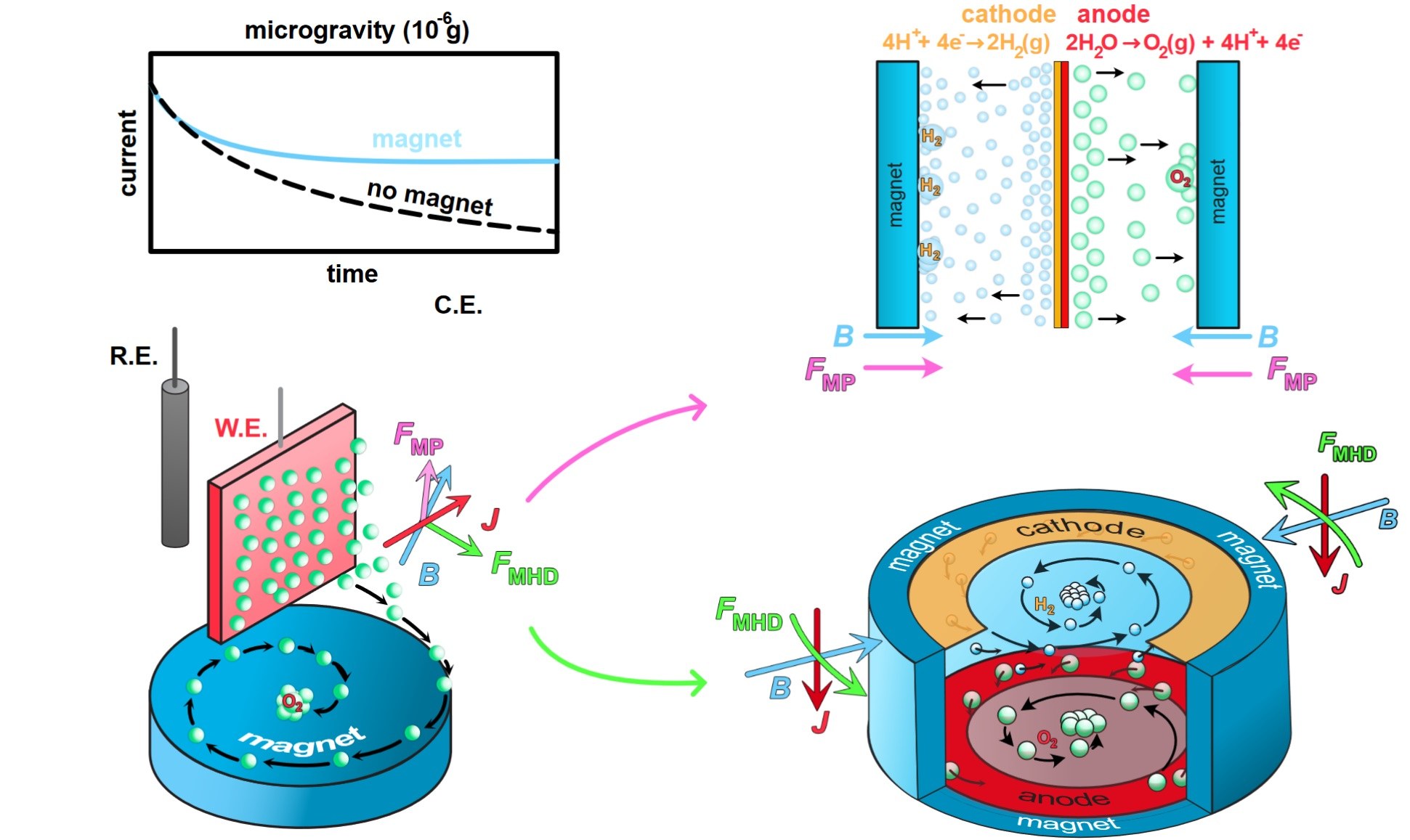 Schematische Illustration der Experimentzellen des Projekts LiMo