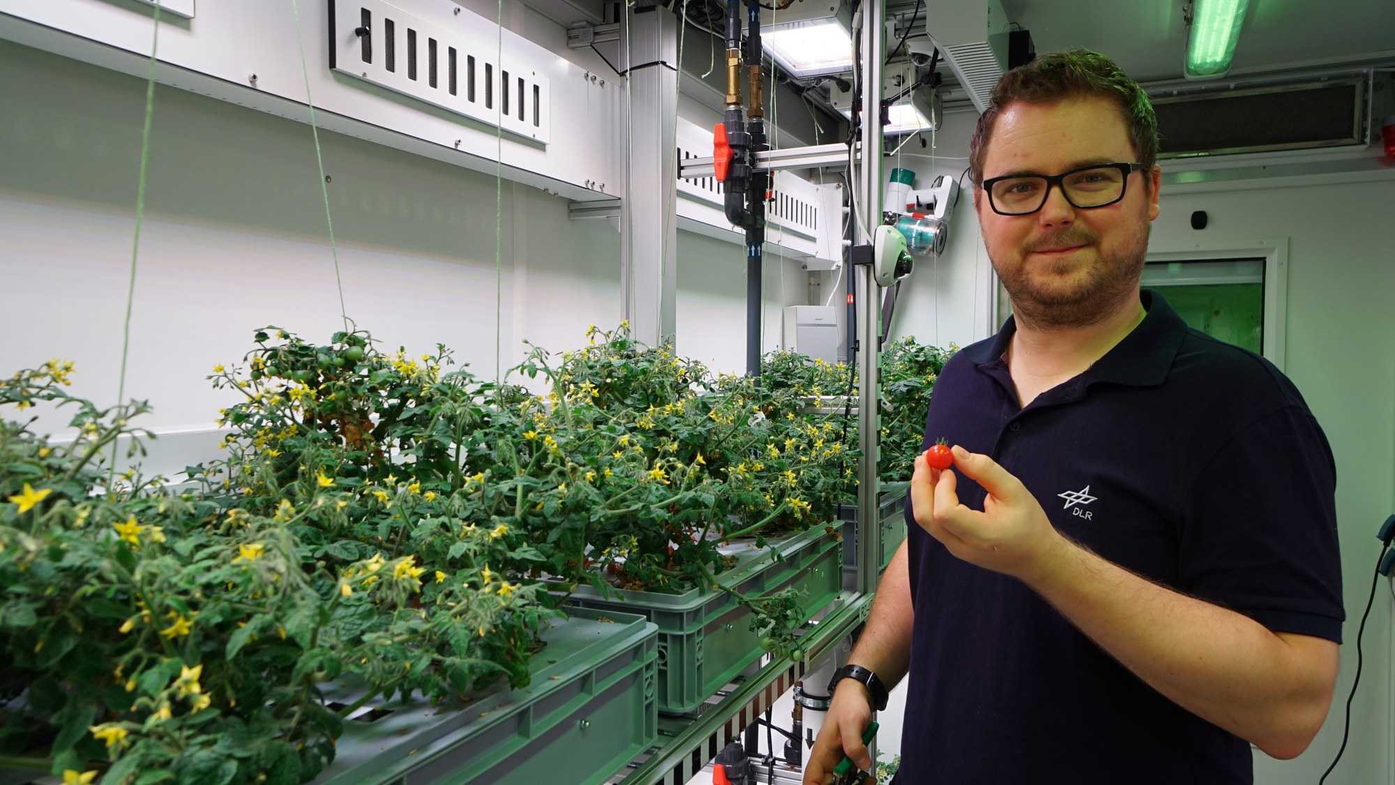 Paul Zabel bei der Tomatenernte