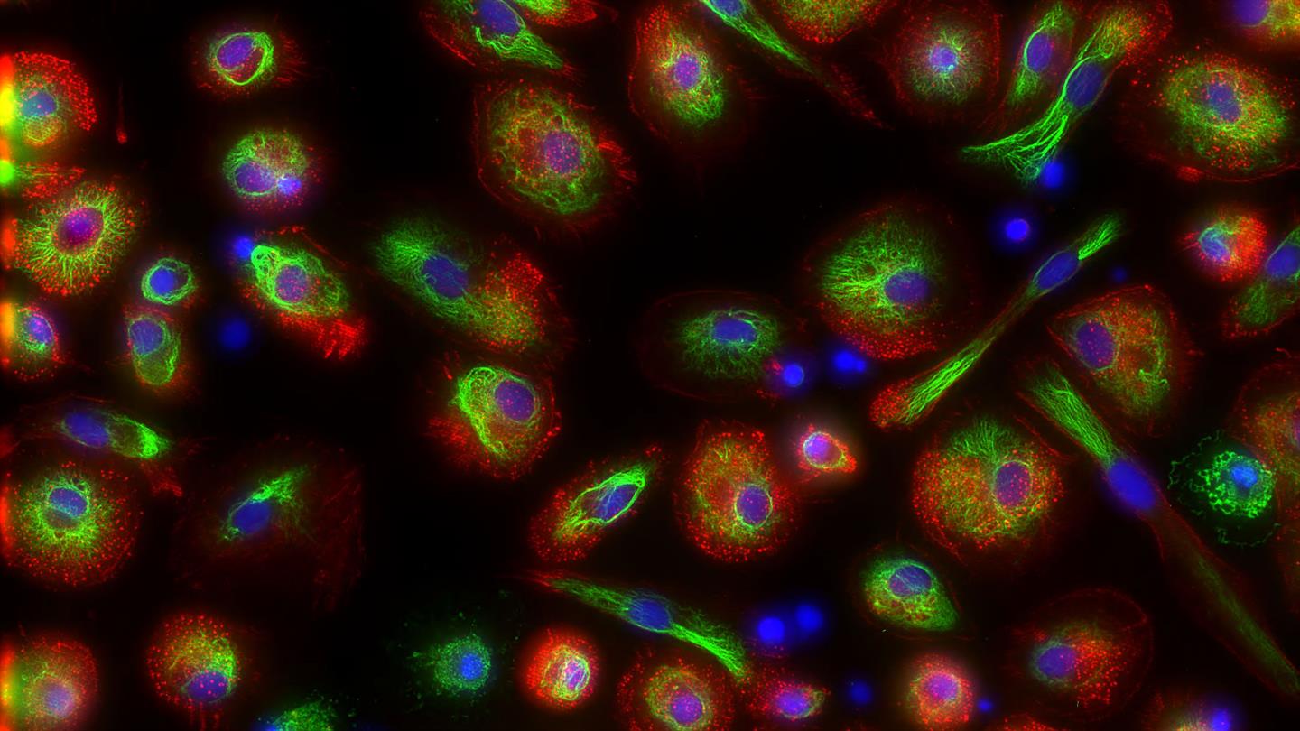 „Live-Cell Imaging“ im Weltraum