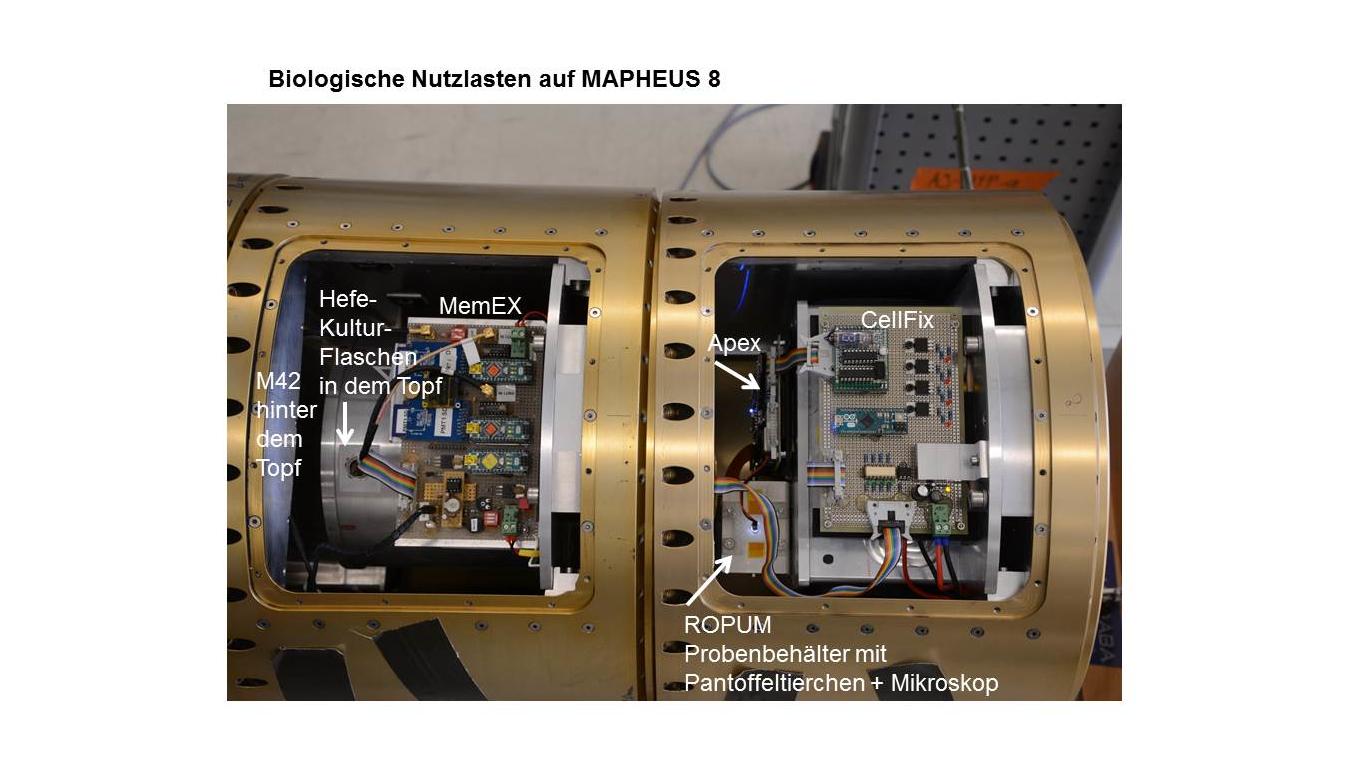 Biologische Nutzlasten auf MAPHEUS-8