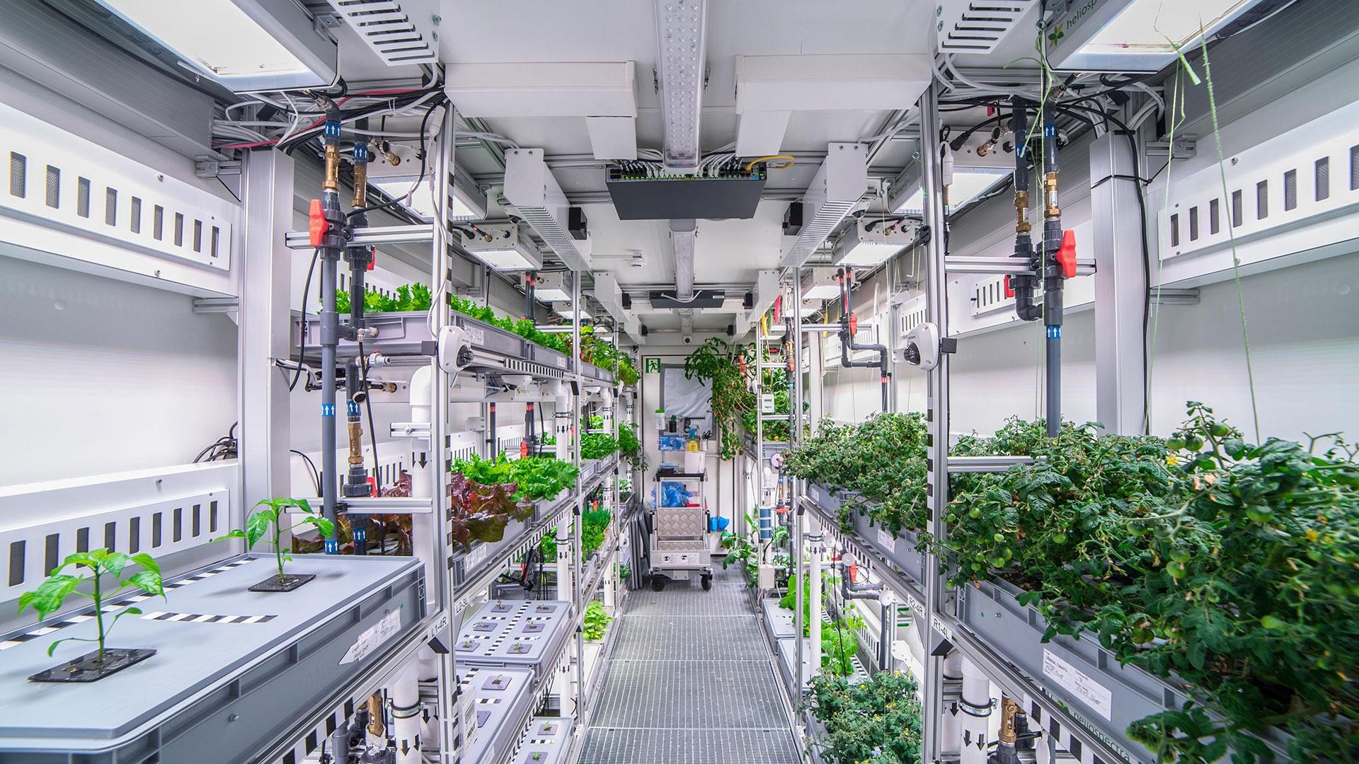 Foto Saftiges Grün aus der Antarktis