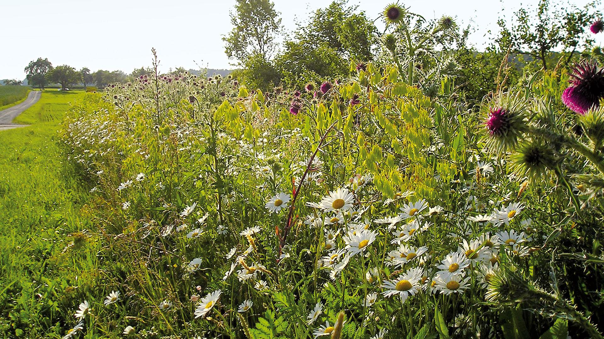 Wildblumen am Wegesrand