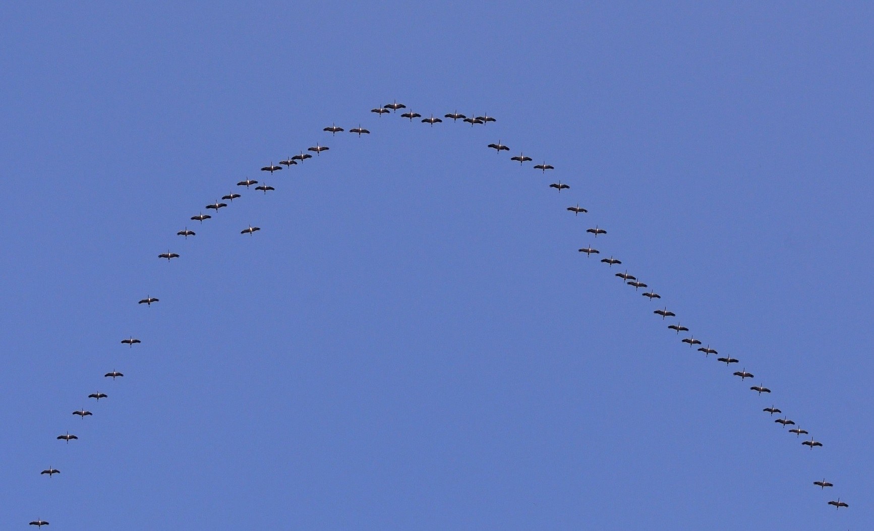 Zugvögel schonen ihre Energie-Ressourcen im Flug geschickt durch Bildung von V-Formationen.