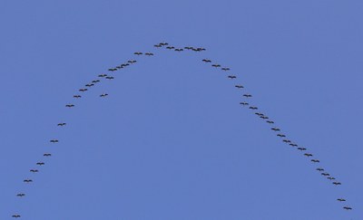 Zugvögel schonen ihre Energie-Ressourcen im Flug geschickt durch Bildung von V-Formationen.