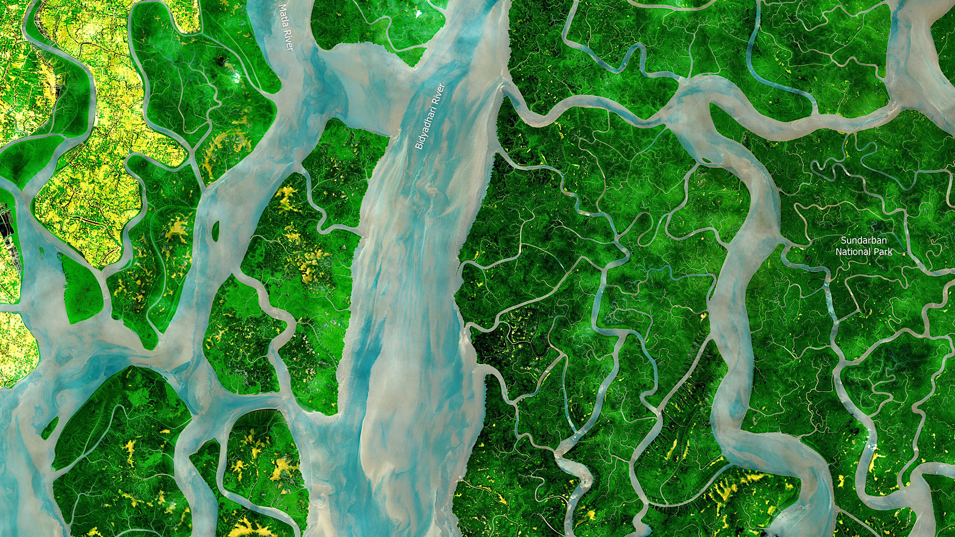 Mangrovenwald im Sundarbans Reserve Forest