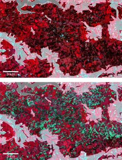Waldverlust in Arnsberg im Vergleich 2017 und 2021