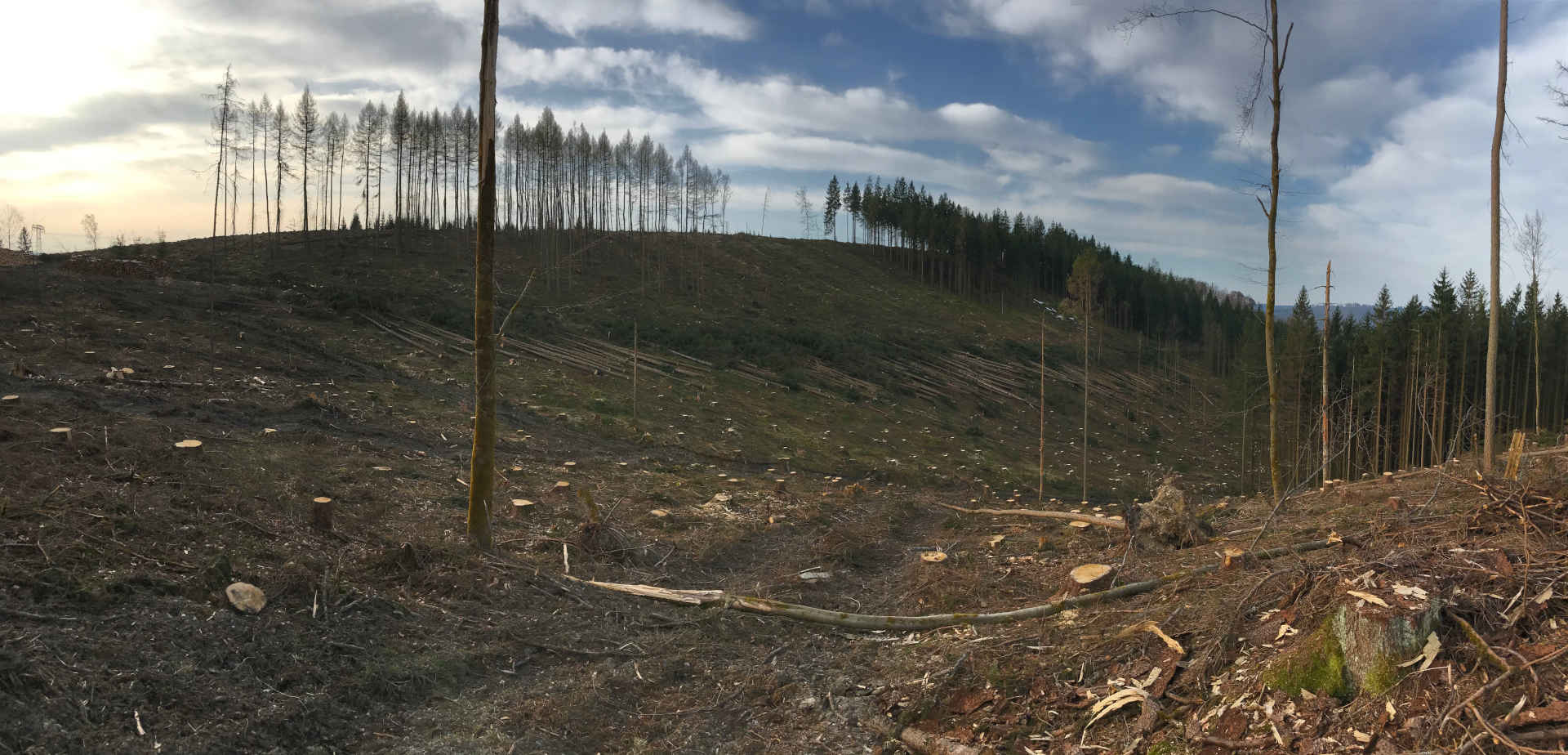 Vom Borkenkäfer betroffene Wälder