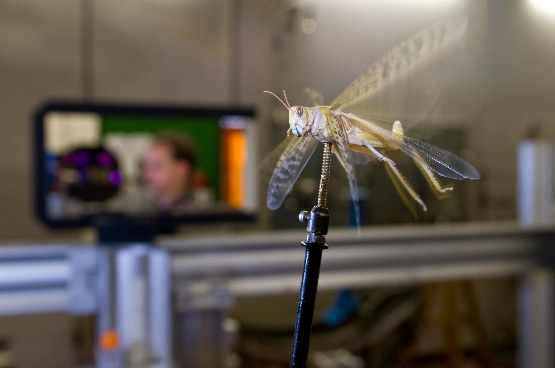 Natürliches Flugverhalten - Wanderheuschrecken im Windkanal