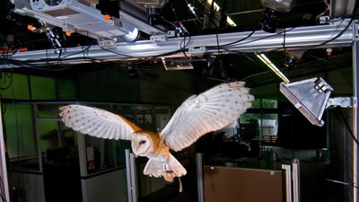 Schleiereule Happy im "Flugversuch"