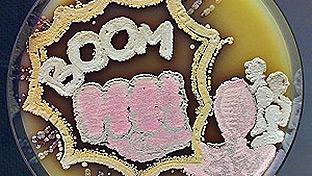 American Society for Microbiology Agar Art Contest, 2015. “Superheroes!” Sanne Westhoff