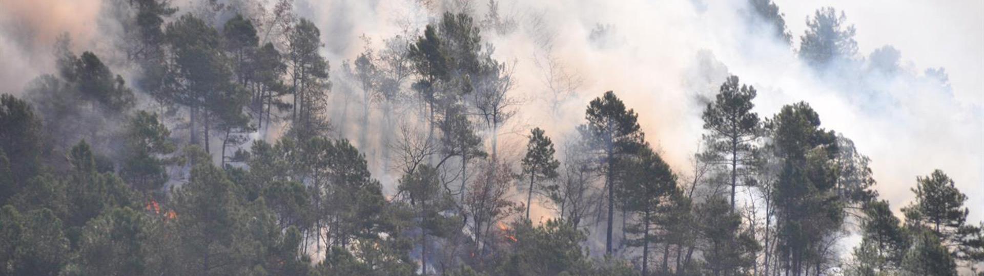 Kontrollierter Brand im Wald