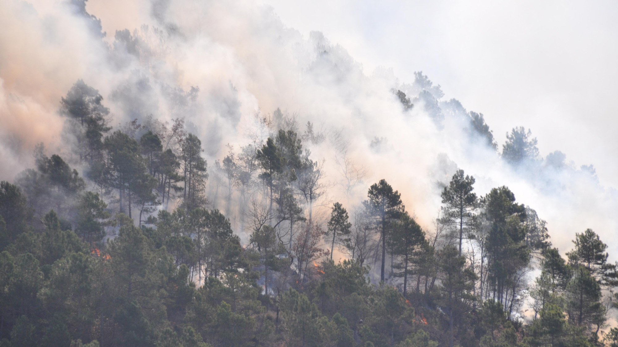 Kontrollierter Brand im Wald
