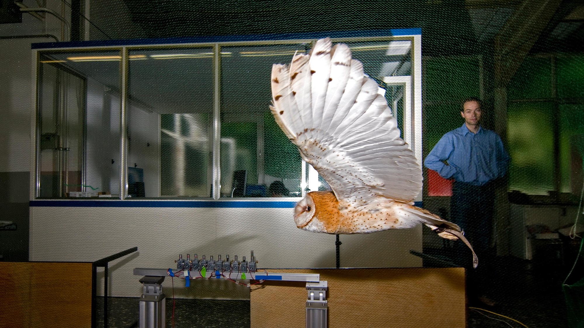 Frei fliegende Schleiereule