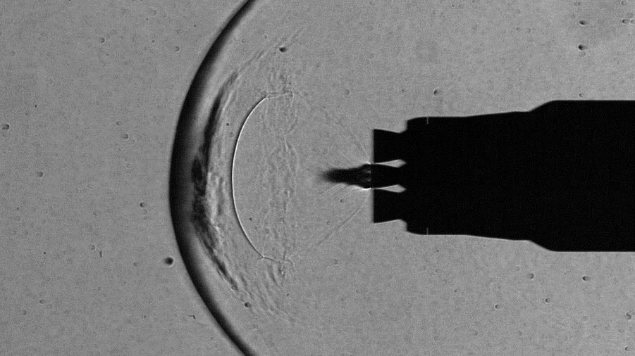 Strömungsfeld während der Wiedereintrittszündung (engl. Reentry-Burn) mit einem Triebwerk bei fünffacher Schallgeschwindigkeit.