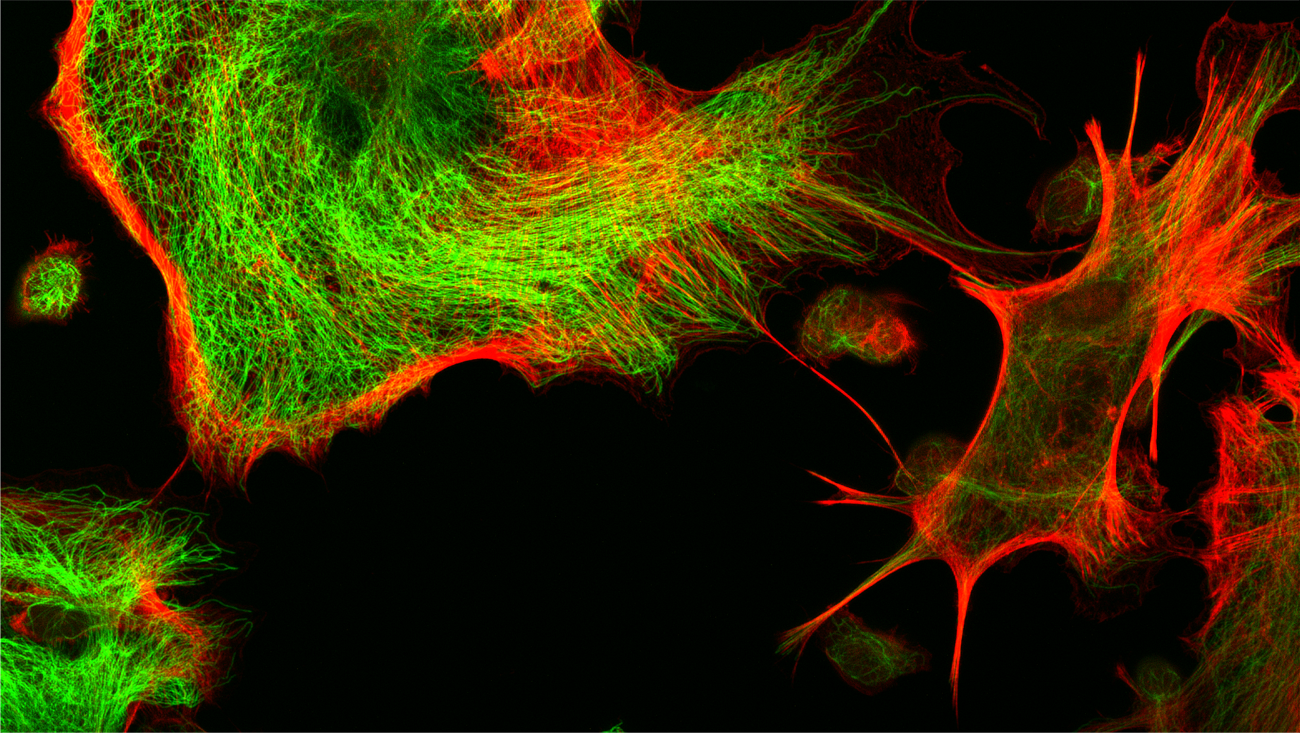 Gravitationsbiologie