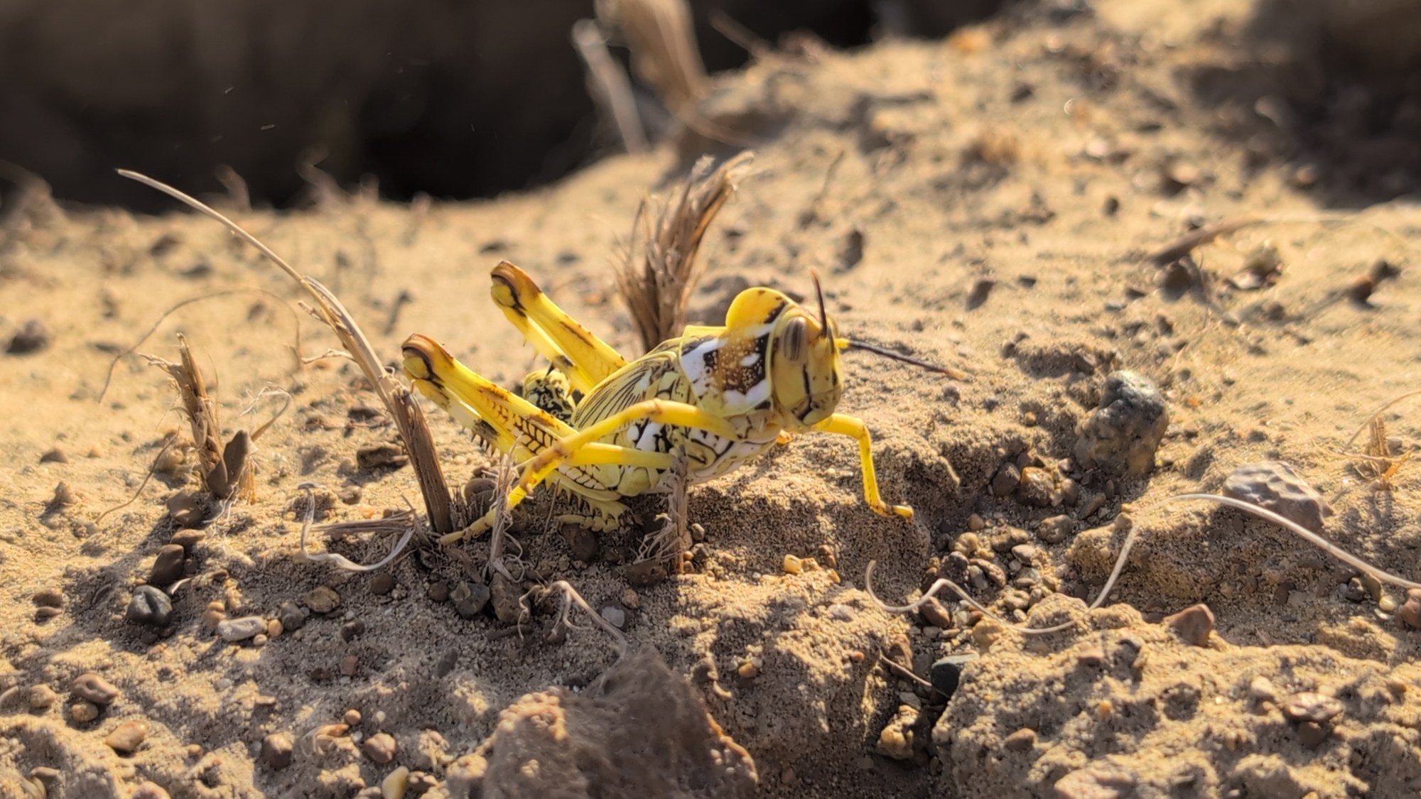 Gelbe Heuschrecke in einer Wüstenlandschaft