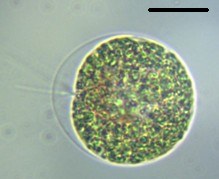 Alge Haematococcus pluvialis CCCryo 096-99