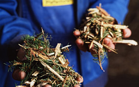 Auch wenn es auf den ersten Blick ungewöhnlich erscheint: Aus Biomasse lässt sich sauberer Strom gewinnen. Bilb: BMU