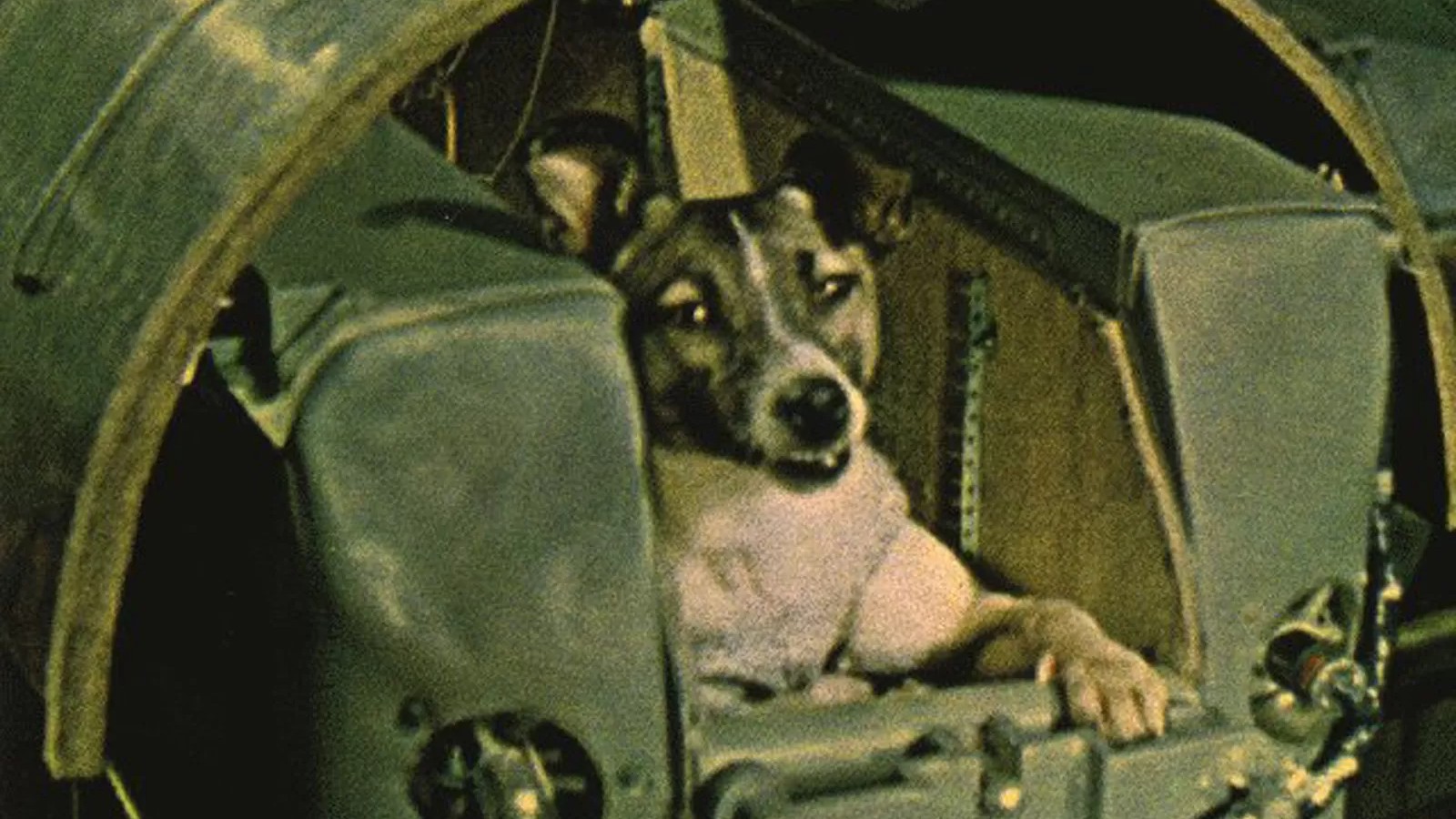 Laika, das erste Lebewesen in der Umlaufbahn
