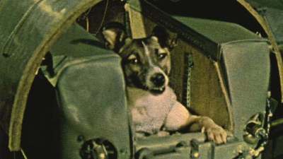 Laika, das erste Lebewesen in der Umlaufbahn