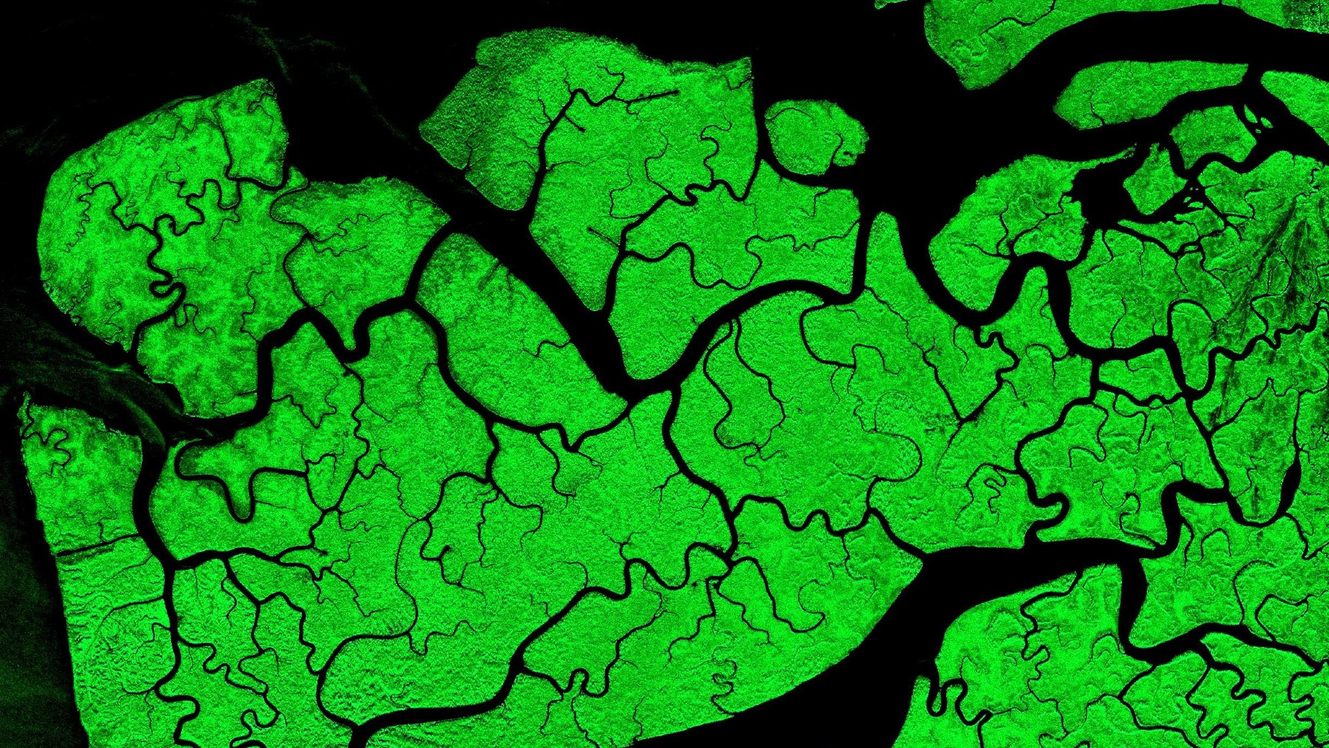 Satellitenbild der Regenwälder