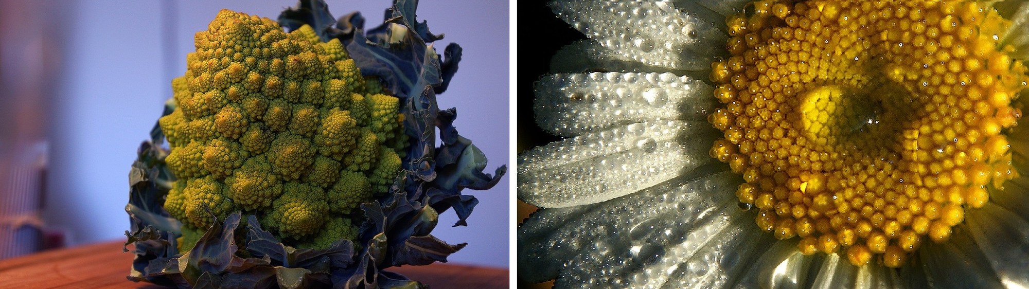 Mathematische Muster in der Natur.