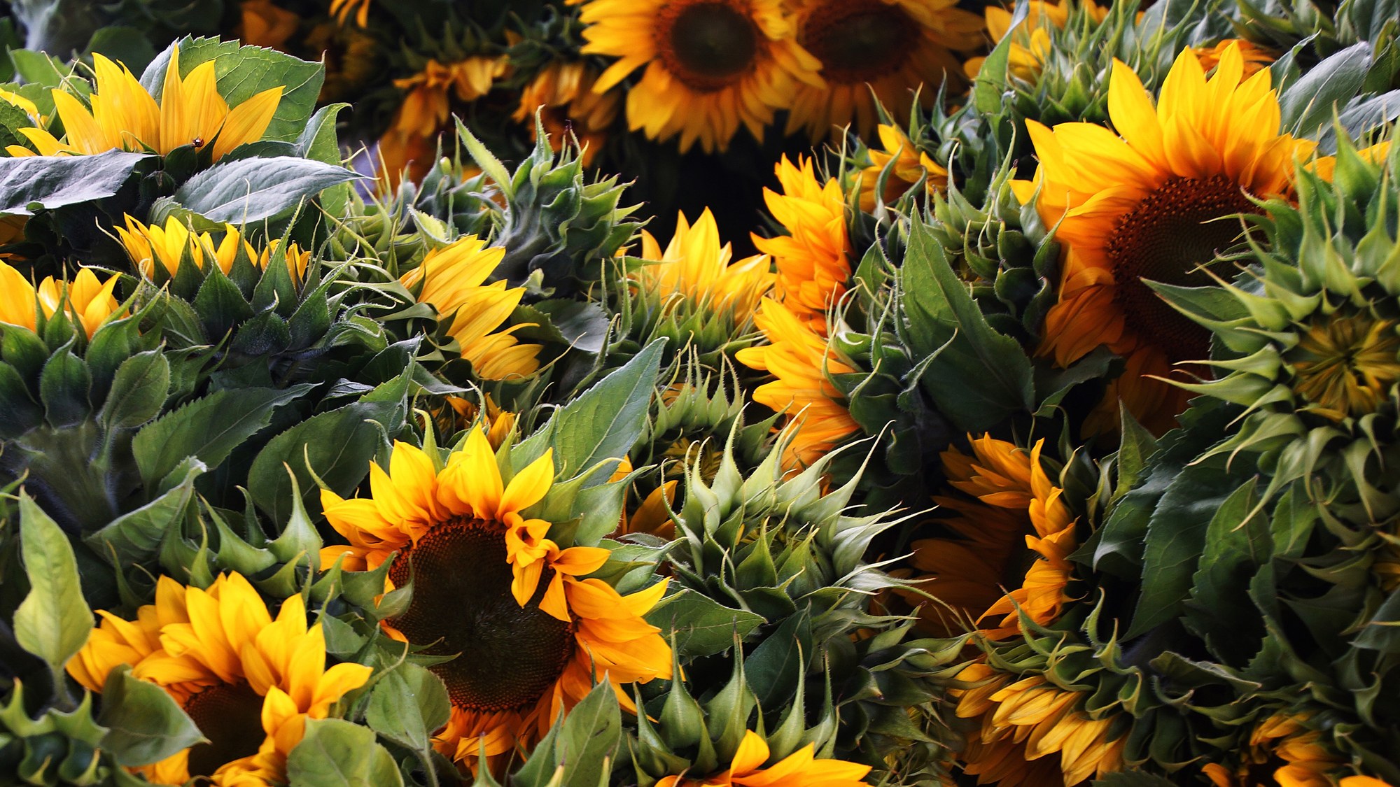 Sonnenblumen