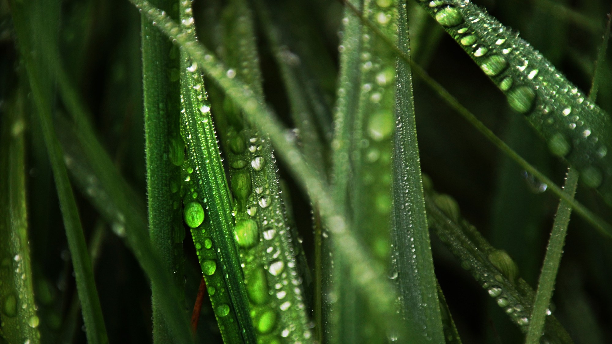 Regentropfen auf Gras