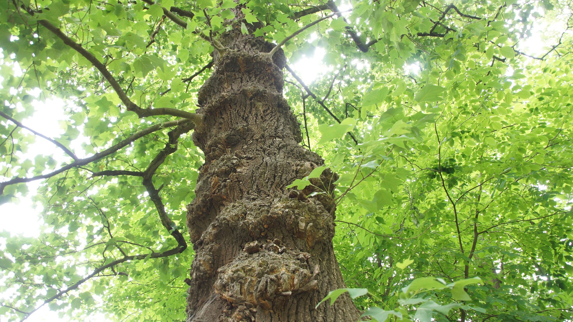 Baum