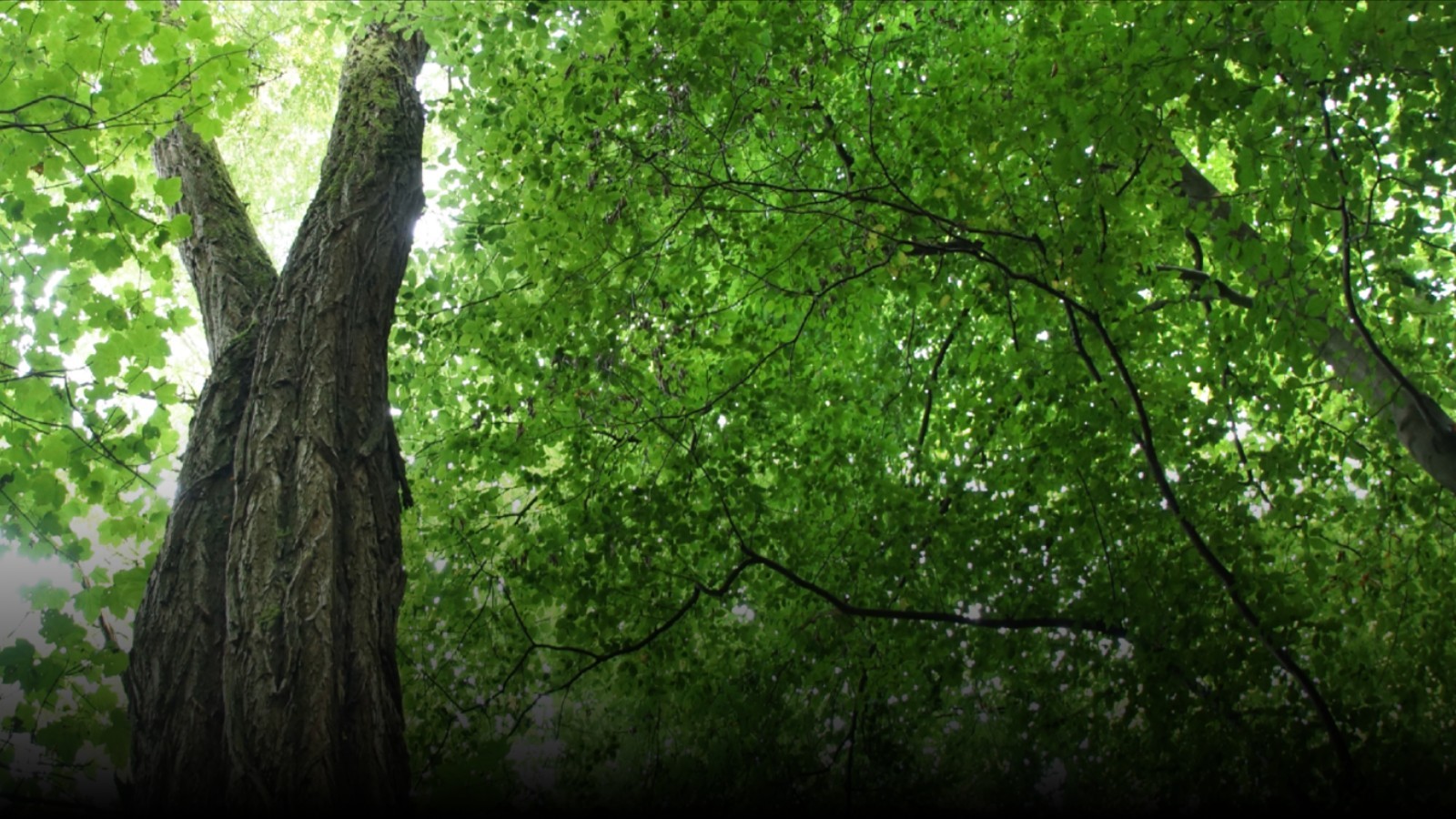 Baumstamm und Blätterdach