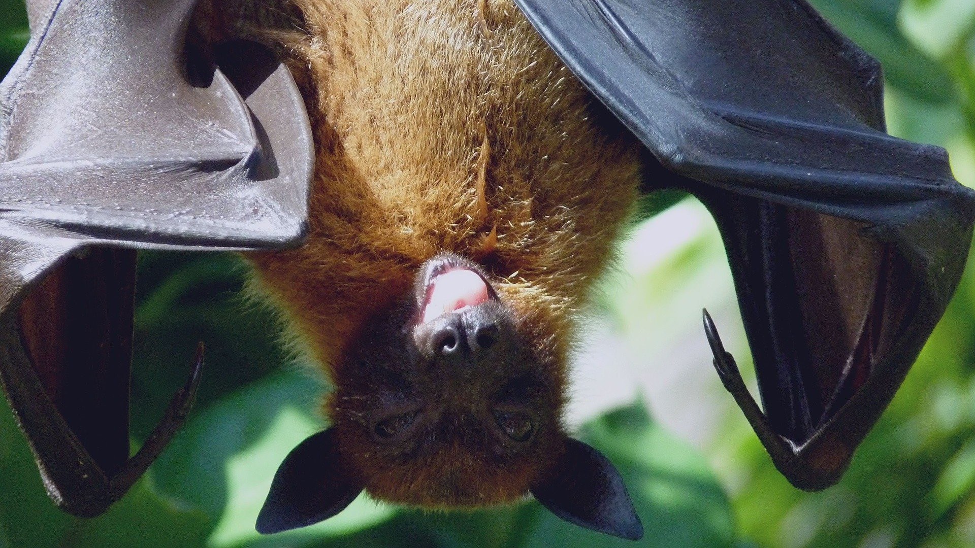Fledermaus
