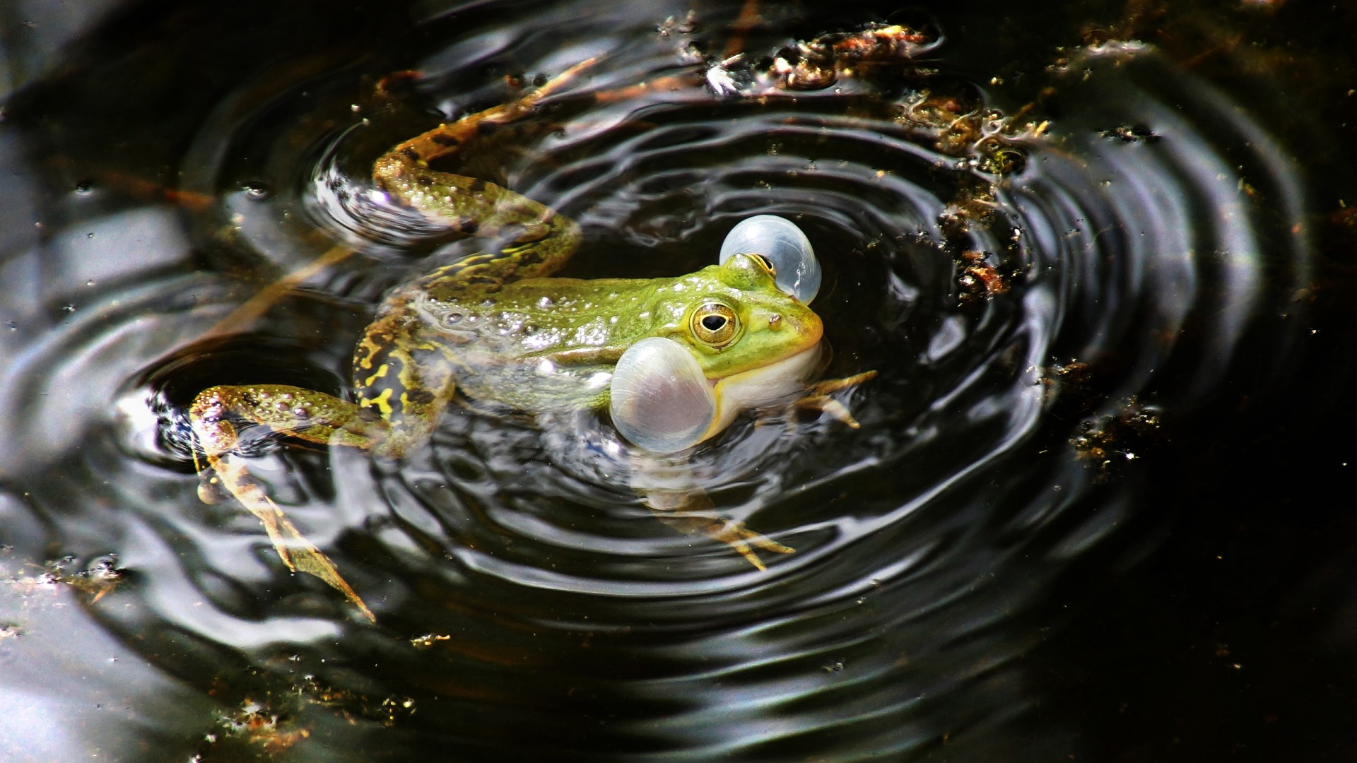 Frosch