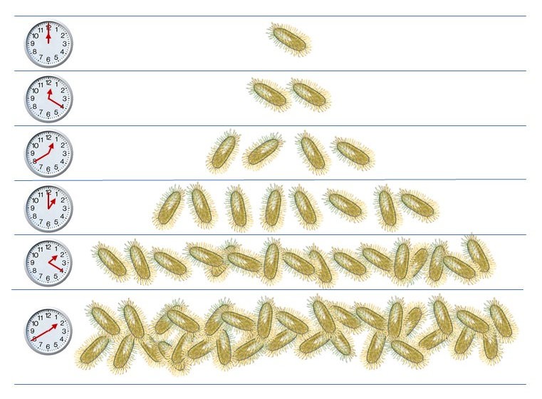 Das Bild zeigt, wie sich die Bakterien vermehren.