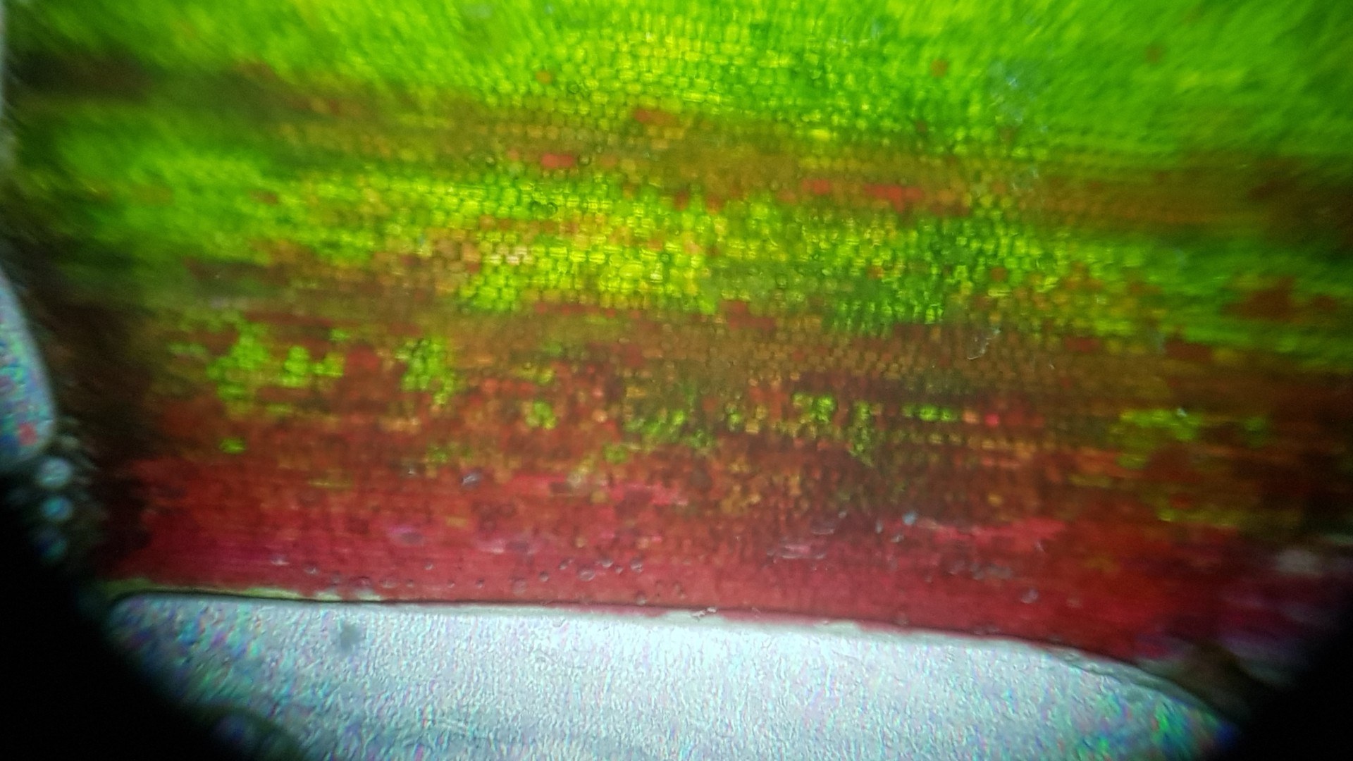 Blatt einer Drachenpalme