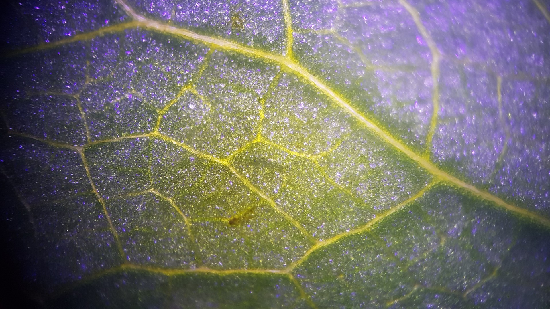 Blatt einer Erbsenpflanze mit blauem Durchlicht