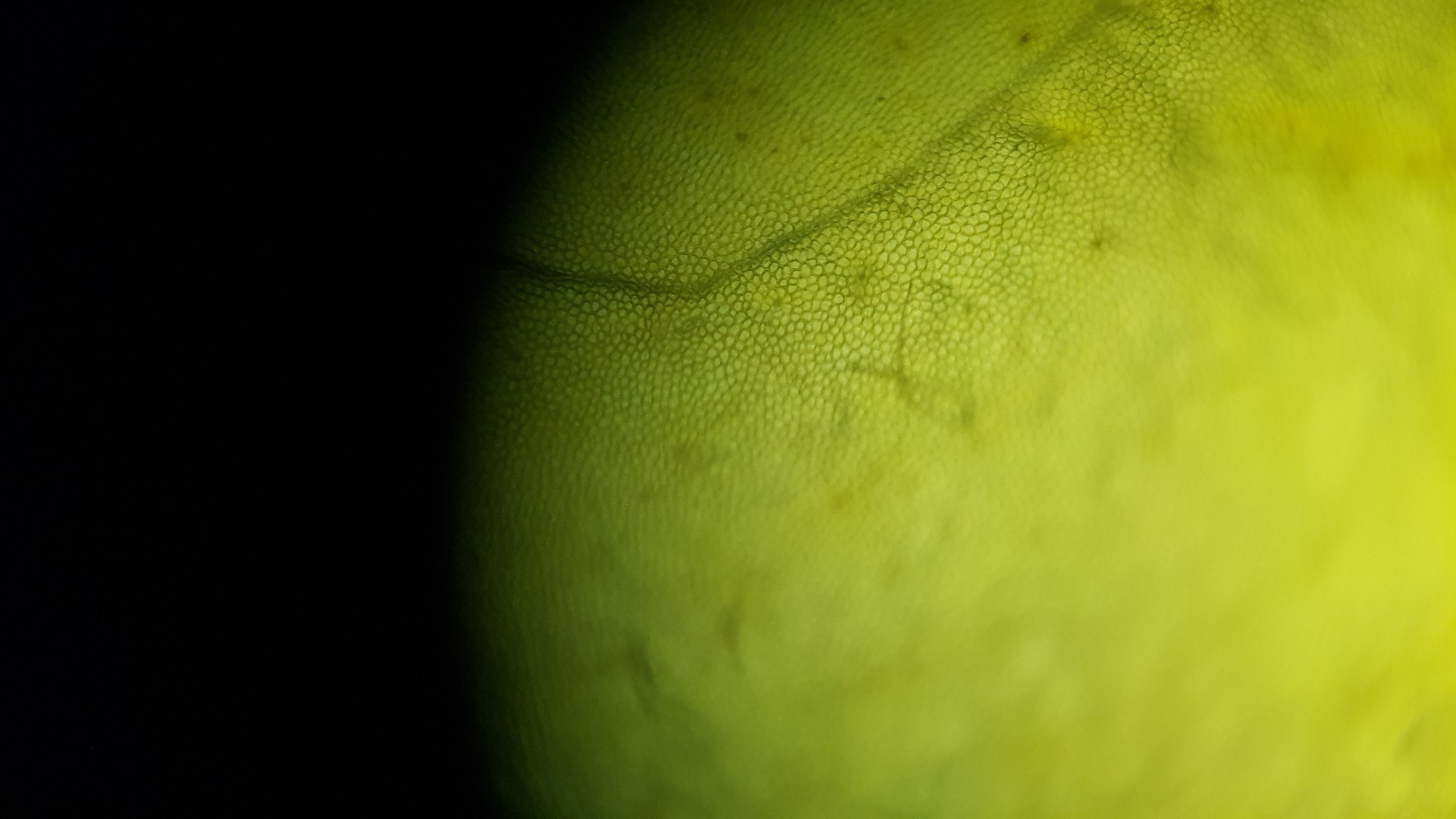 Blatt einer Erbsenpflanze
