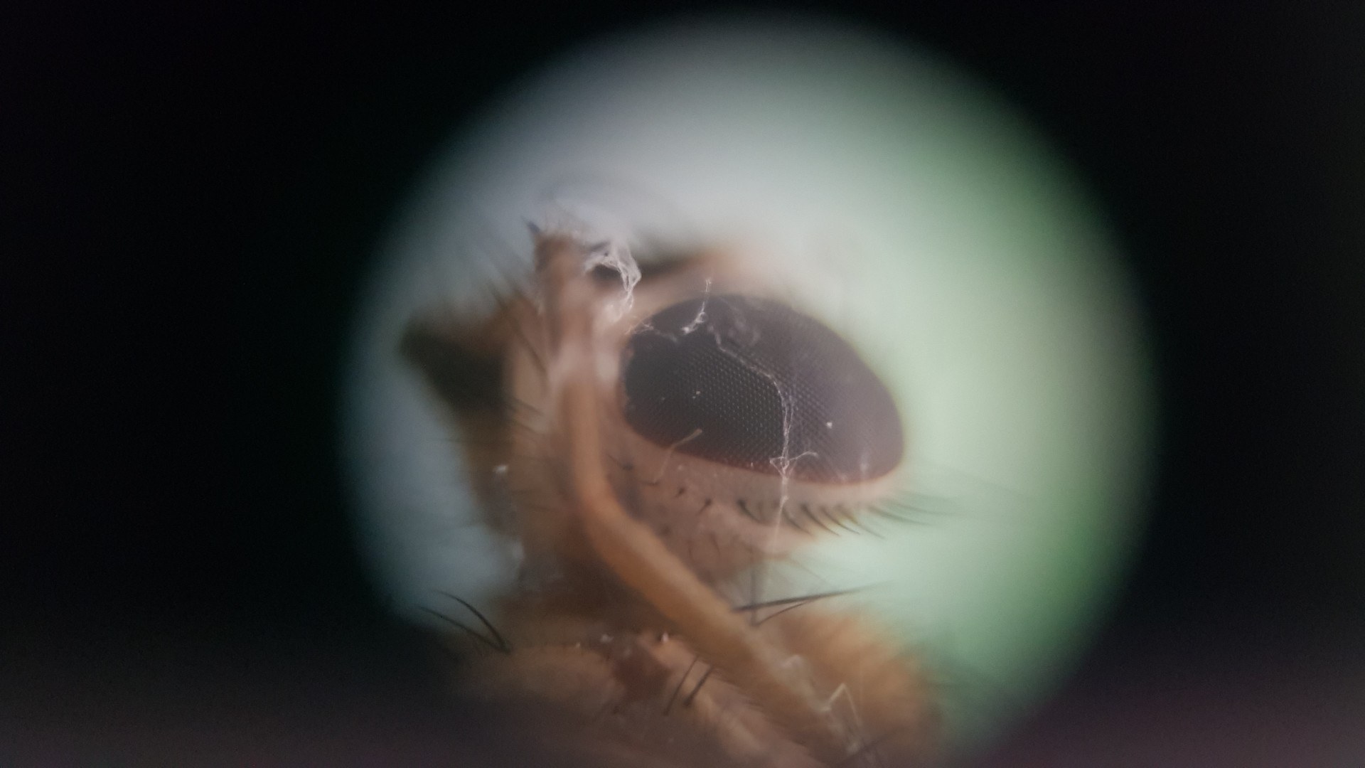 Kopf einer Hausfliege mit Facettenaugen