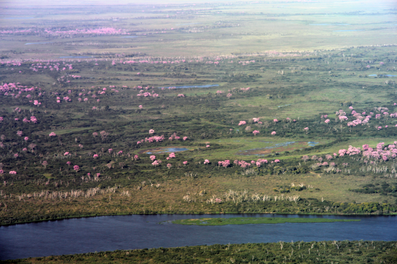 Pantanal Feuchtgebiet in Brasilien