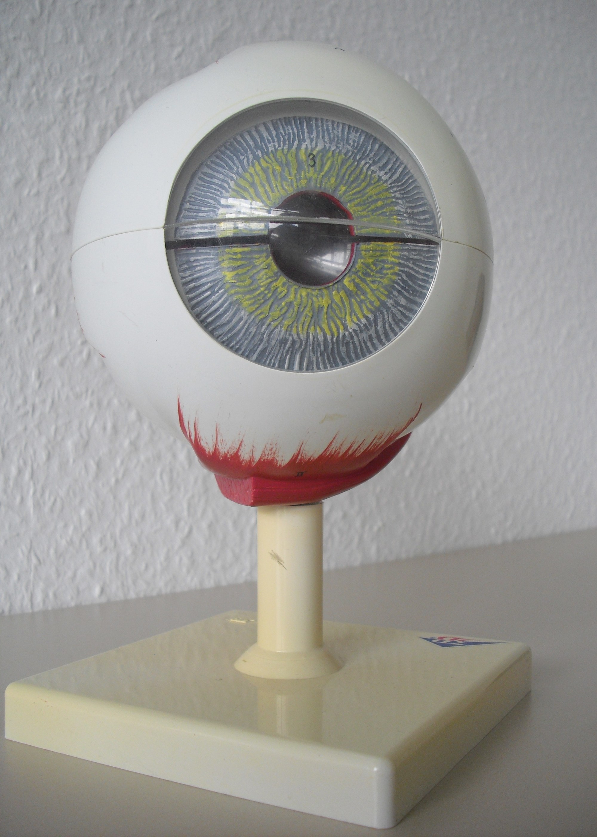 Das Modell des Auges vom DLR_School_Lab-Besuch.