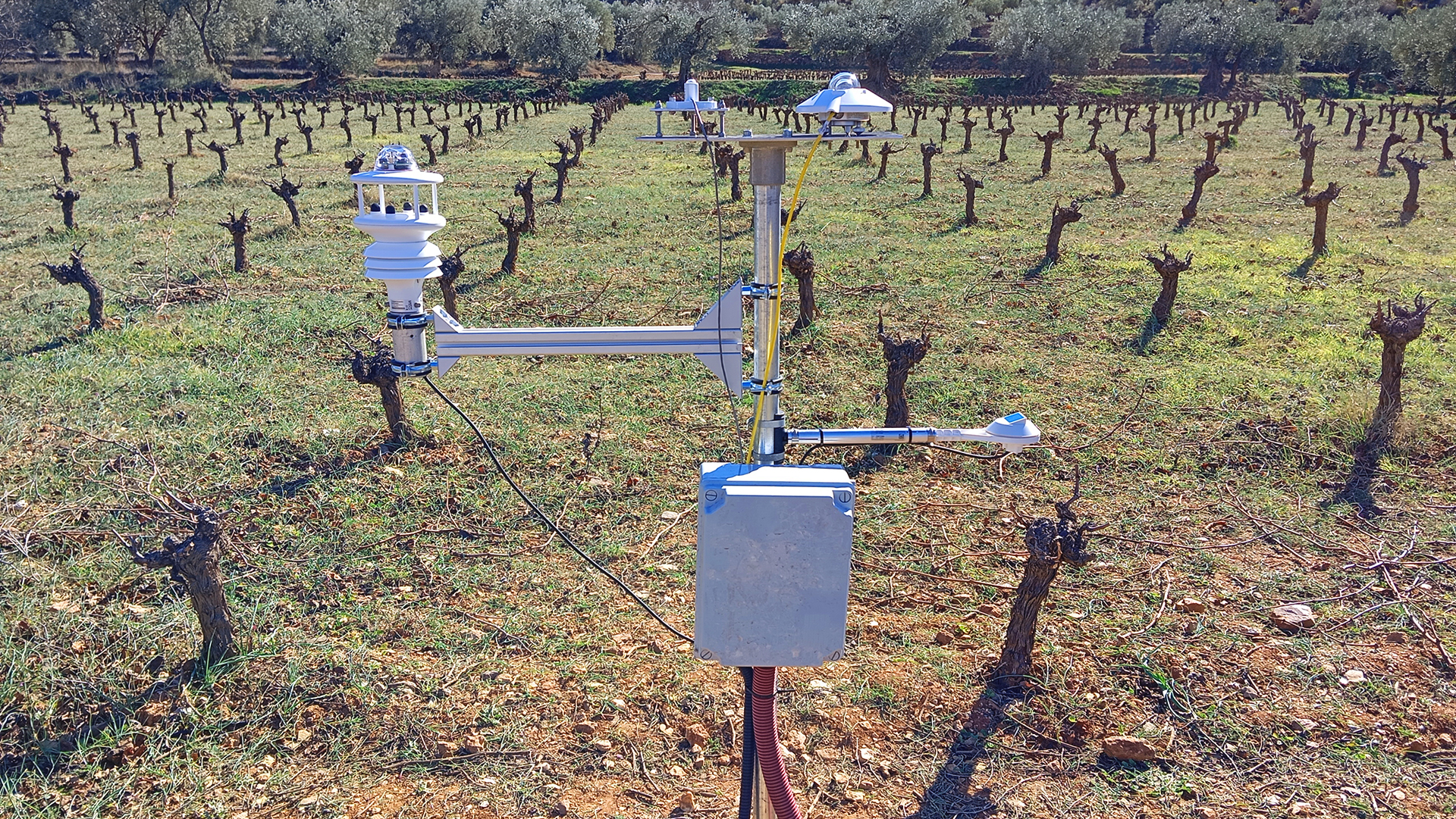 Meteorologische Sensoren zur Überwachung des Mikroklimas innerhalb und außerhalb der Agrivoltaikanlage.