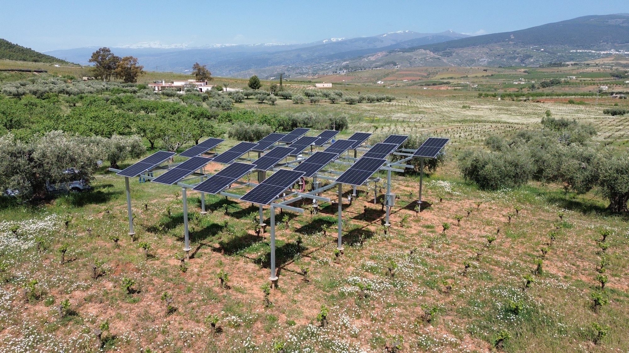 Agrivoltaisches System (APV-Anlage) in einem ökologischen Weinberg von Cortijo el Cura, Almería, Spanien.