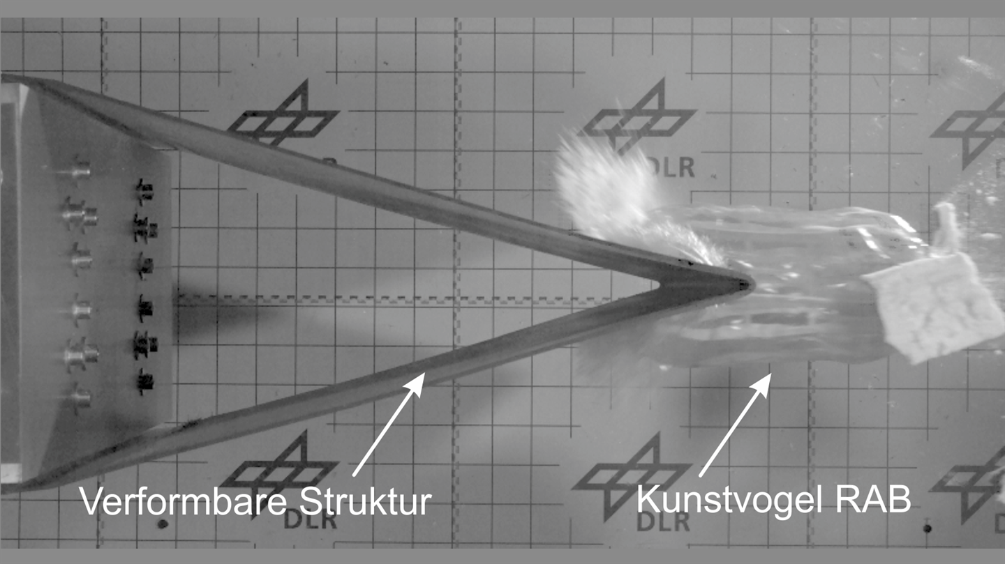 High speed impact test with a substitute bird