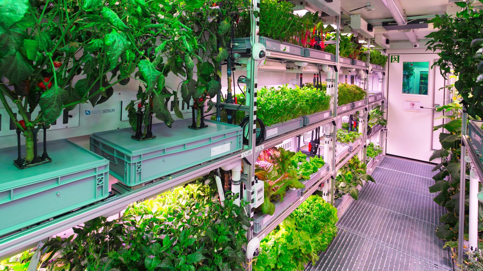 In full splendour: vegetable farming during the EDEN ISS trial run
