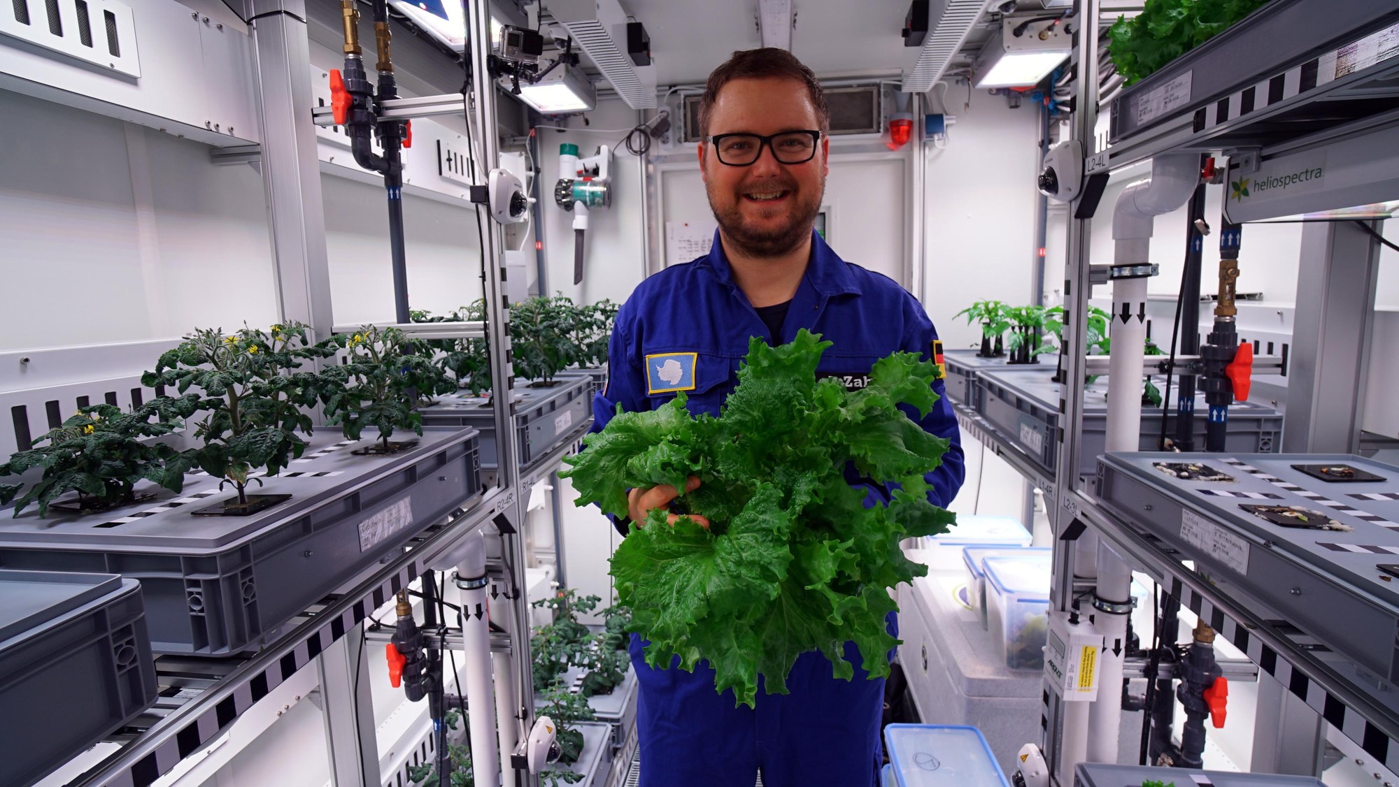 DLR researcher Paul Zabel holds a freshly harvested Antarctic lettuce in his hands