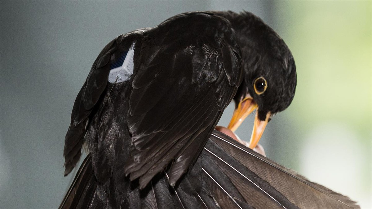 ICARUS - Research into animal lifestyles