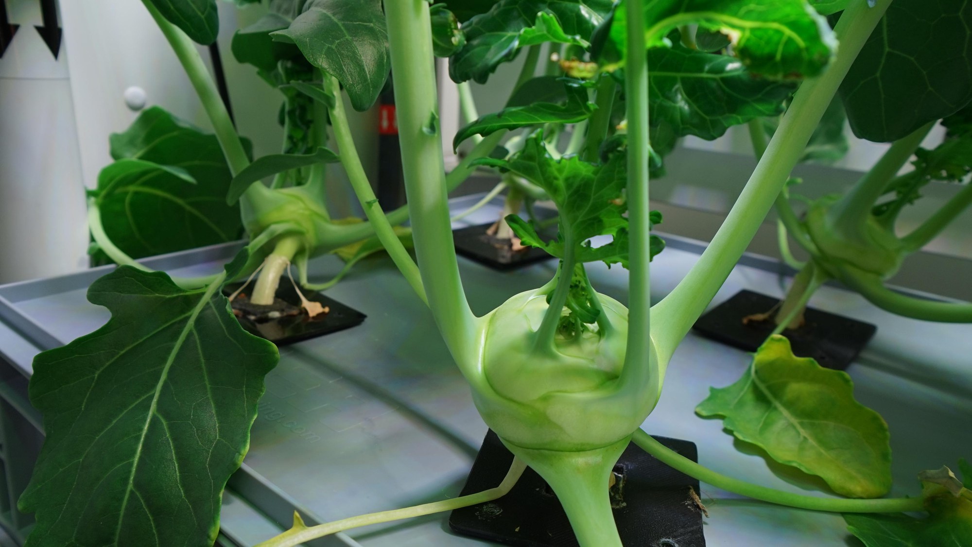 Kohlrabi in the greenhouse