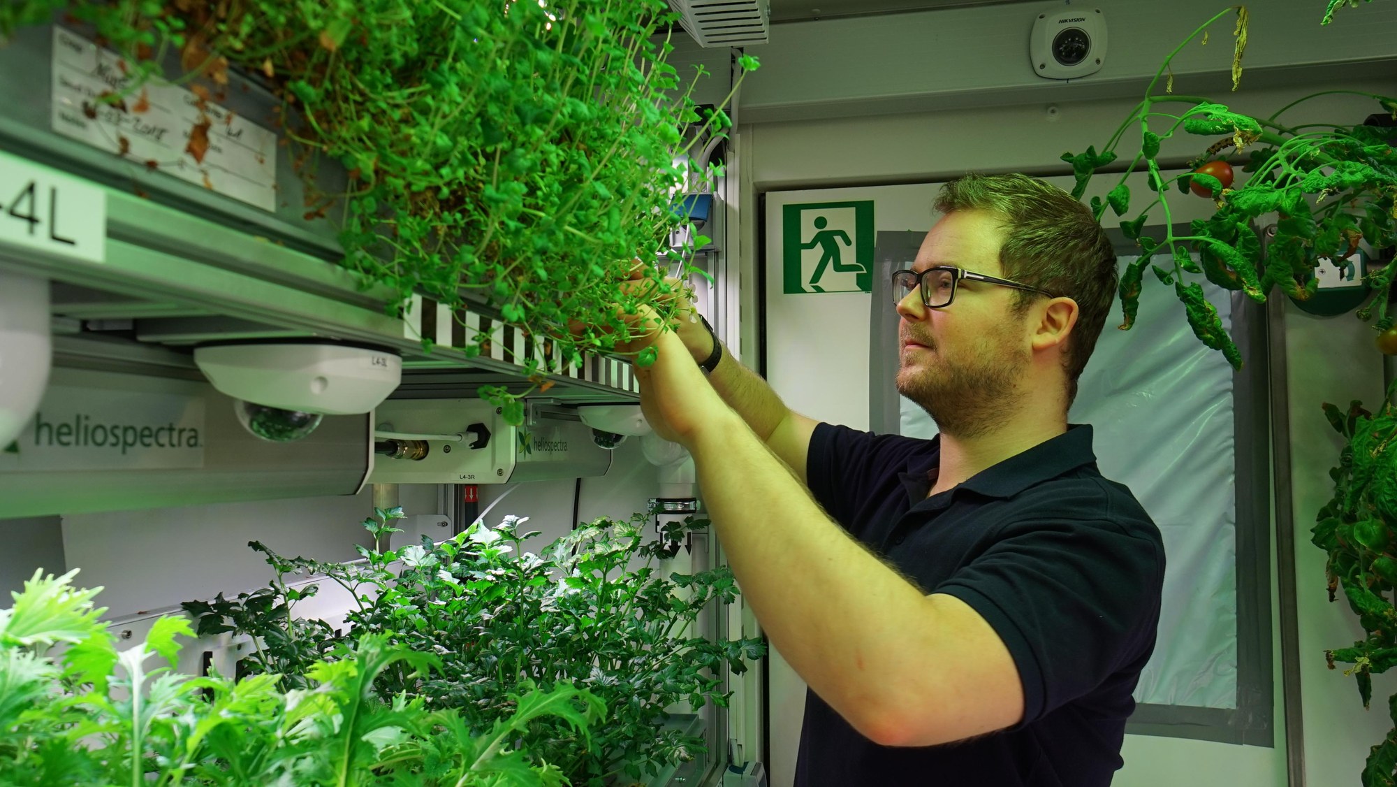 Paul Zabel cares for the strawberry plants