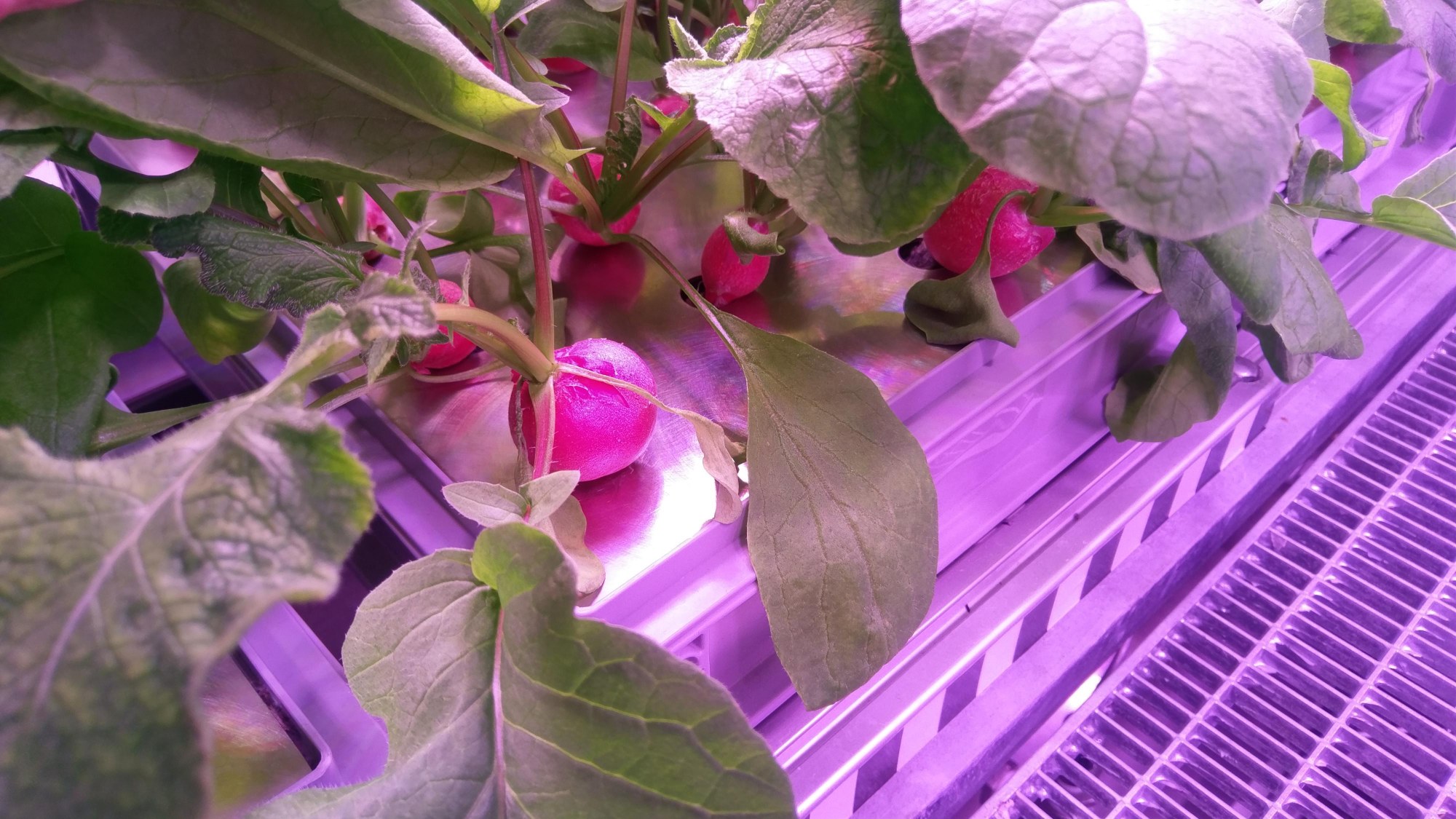 Radishes before harvest